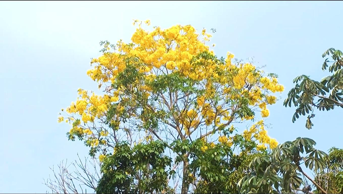 Floração dos Ipês em Rolim de Moura trás beleza ao tempo seco; Rara oportunidade para ver florir o Ipê Verde