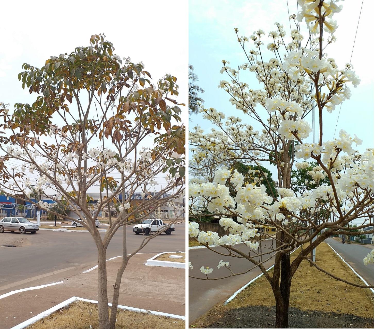 Floração dos Ipês em Rolim de Moura trás beleza ao tempo seco; Rara oportunidade para ver florir o Ipê Verde