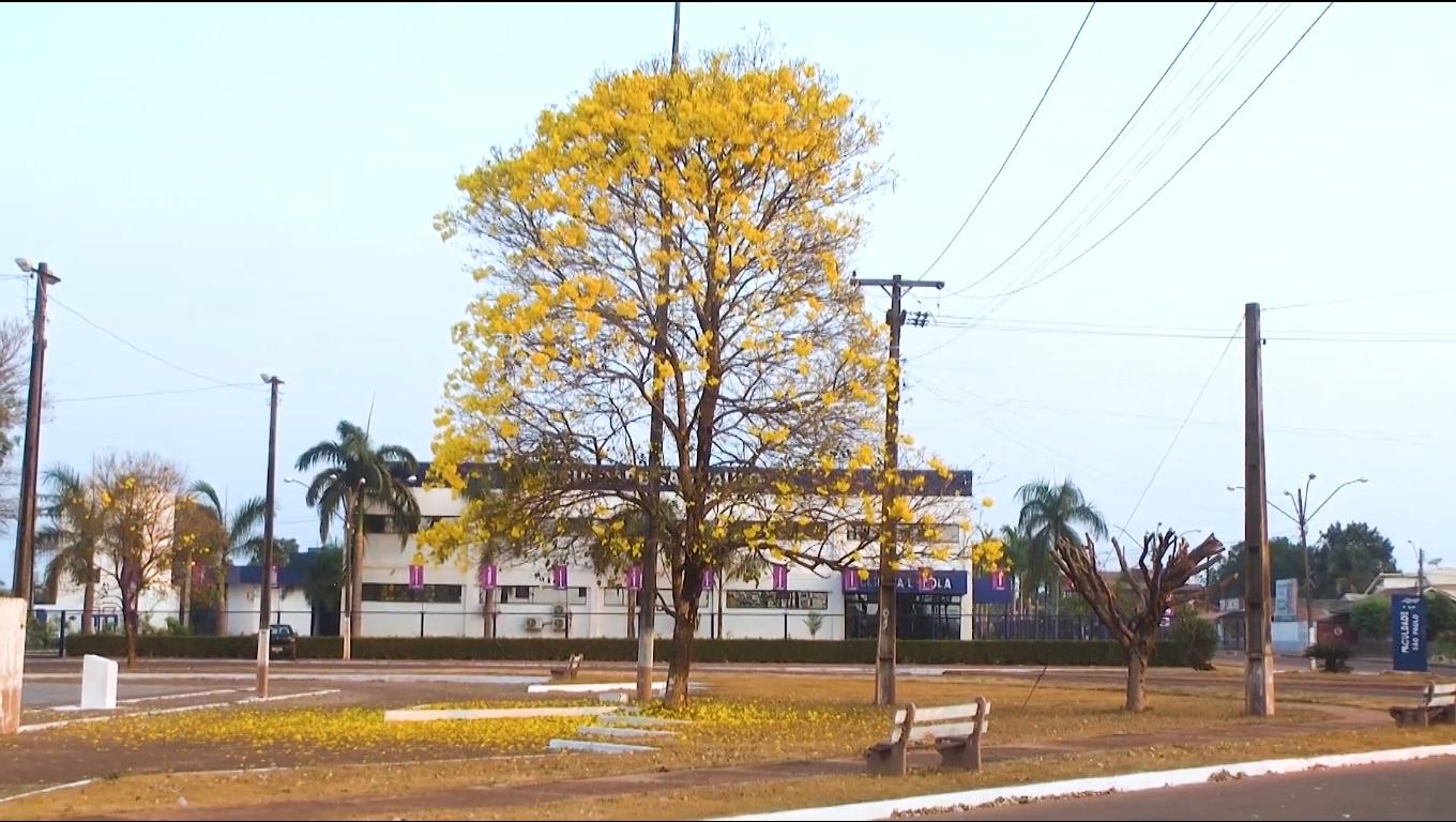 Floração dos Ipês em Rolim de Moura trás beleza ao tempo seco; Rara oportunidade para ver florir o Ipê Verde