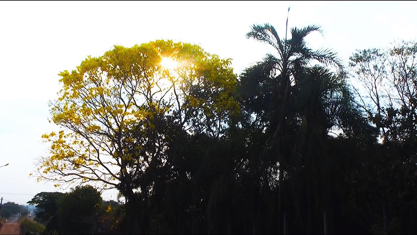 Floração dos Ipês em Rolim de Moura trás beleza ao tempo seco; Rara oportunidade para ver florir o Ipê Verde